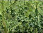 Chardon champs(Cirsium arvense)_4