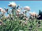 Chardon champs(Cirsium arvense)_5