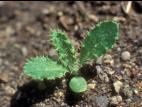 Chardon champs(Cirsium arvense)_9