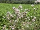Chardon champs(Cirsium arvense)_10