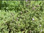 Chardon champs(Cirsium arvense)_11