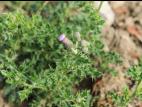 Chardon champs(Cirsium arvense)_12