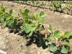 Soya - imazéthapyr (2)_4