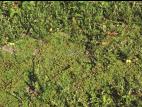 Hépatique fontaines (Marchantia polymorpha)_5