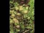 Hépatique fontaines (Marchantia polymorpha)_7