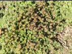Hépatique fontaines (Marchantia polymorpha)_8