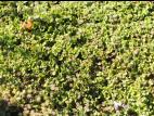 Hépatique fontaines (Marchantia polymorpha)_9