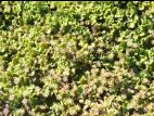 Hépatique fontaines (Marchantia polymorpha)_10