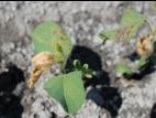 Soya - carfentrazone ethyle (14)_2