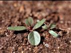 Amarante à racine rouge(Amaranthus retroflexus)_1