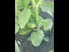 Soya - carfentrazone ethyle (14)_3