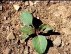 Amarante à racine rouge(Amaranthus retroflexus)_3
