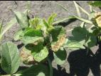 Soya - carfentrazone ethyle (14)_4