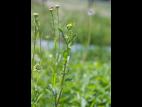 Marguerite blanche (Leucanthemum vulgare)_8