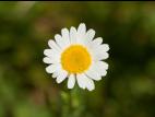 Marguerite blanche (Leucanthemum vulgare)_9