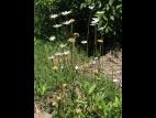 Marguerite blanche (Leucanthemum vulgare)_16