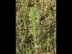 Vergerette du Canada(Erigeron canadensis)_10