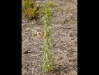 Vergerette du Canada(Erigeron canadensis)_12