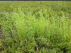 Vergerette du Canada(Erigeron canadensis)_16