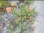 Vergerette du Canada(Erigeron canadensis)_27