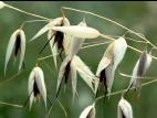 Folle avoine (Avena fatua)_5