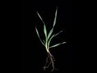 Folle avoine (Avena fatua)_12