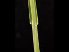 Folle avoine (Avena fatua)_14