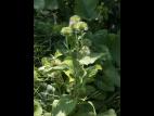 Grande bardane (Arctium lappa)_8