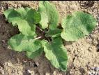 Petite bardane (Arctium minus)_2