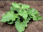 Petite bardane (Arctium minus)_3
