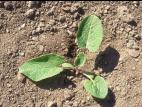 Petite bardane (Arctium minus)_7