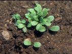 Petite bardane (Arctium minus)_8