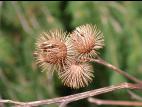 Petite bardane (Arctium minus)_10