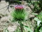 Petite bardane (Arctium minus)_11