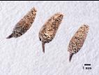 Petite bardane (Arctium minus)_12