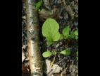Petite bardane (Arctium minus)_14