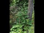 Petite bardane (Arctium minus)_17