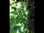 Petite bardane (Arctium minus)_19