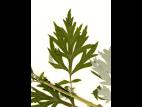 Armoise vulgaire(Artemisia vulgaris)_6