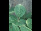 Soya - dicamba (4)_1