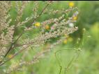 Armoise vulgaire(Artemisia vulgaris)_8