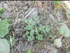 Armoise vulgaire(Artemisia vulgaris)_9