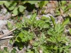 Armoise vulgaire(Artemisia vulgaris)_10