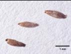 Armoise vulgaire(Artemisia vulgaris)_13