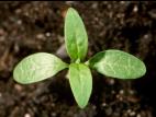 Asclépiade commune (Asclepias syriaca)_1