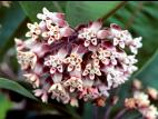Asclépiade commune (Asclepias syriaca)_6