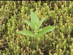 Asclépiade commune (Asclepias syriaca)_8