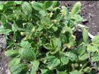 Soya - dicamba (4)_3