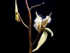 Asclépiade commune (Asclepias syriaca)_13