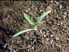 Arroche étalée(Atriplex patula)_1